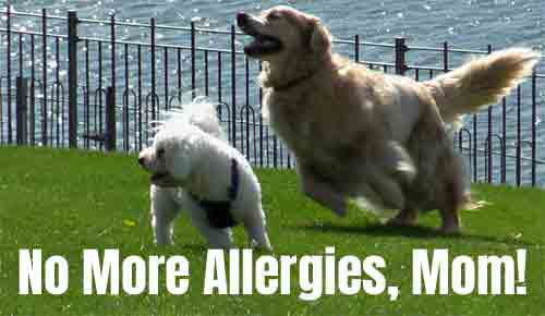Natural Allergy Relief for Dogs: Quercetin with Bromelain Chews