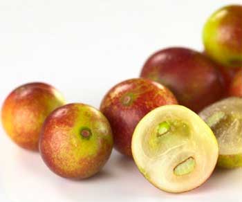 Camu Camu Berry and their immune boosting health benefits