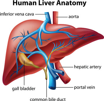 Liver Anatomy Chart: How Does Quercetin Affect the Liver