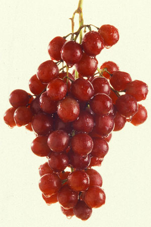Røde druer med resveratrol