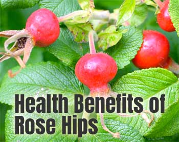 Health Benefits of Rose Hips for the Immune System and Allergies