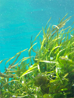 Sea Kelp in Ocean